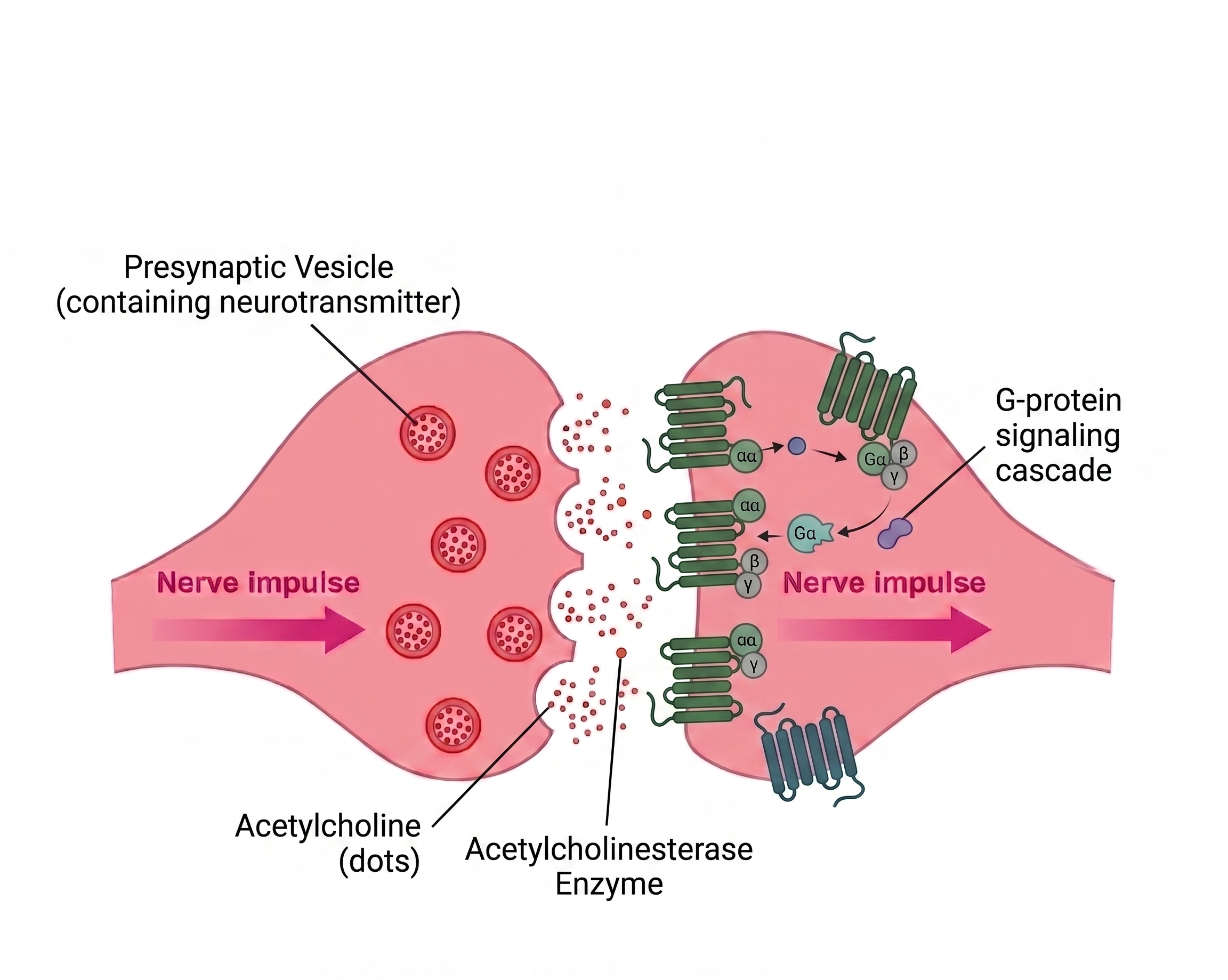 Muscarinic acetylcholine synapse